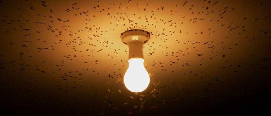 O que são “mosquitinhos de luz”?